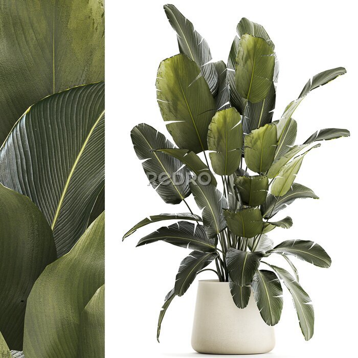 Papier peint   Set beautiful plant Strelitzia and Ravenala in a flower pot on a white background