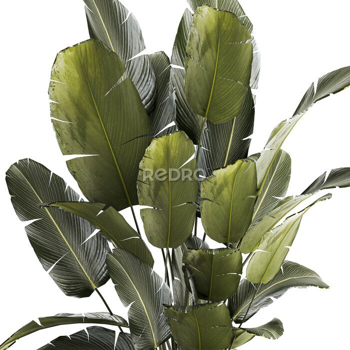 Papier peint   Set beautiful plant Strelitzia and Ravenala in a flower pot on a white background