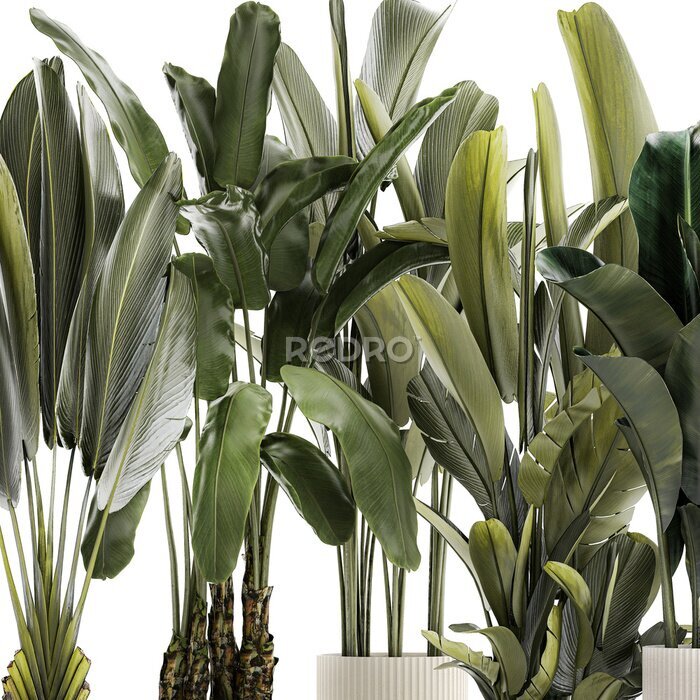 Papier peint   Set beautiful plant Strelitzia and Ravenala in a flower pot on a white background