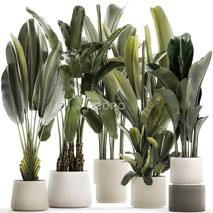 Papier peint  Set beautiful plant Strelitzia and Ravenala in a flower pot on a white background
