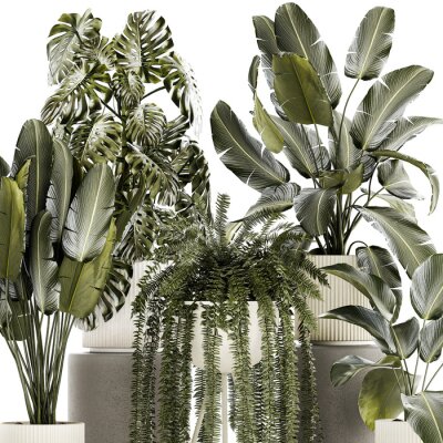 Papier peint  Set of beautiful fern and Strelitzia plants in pots for decor on a white background