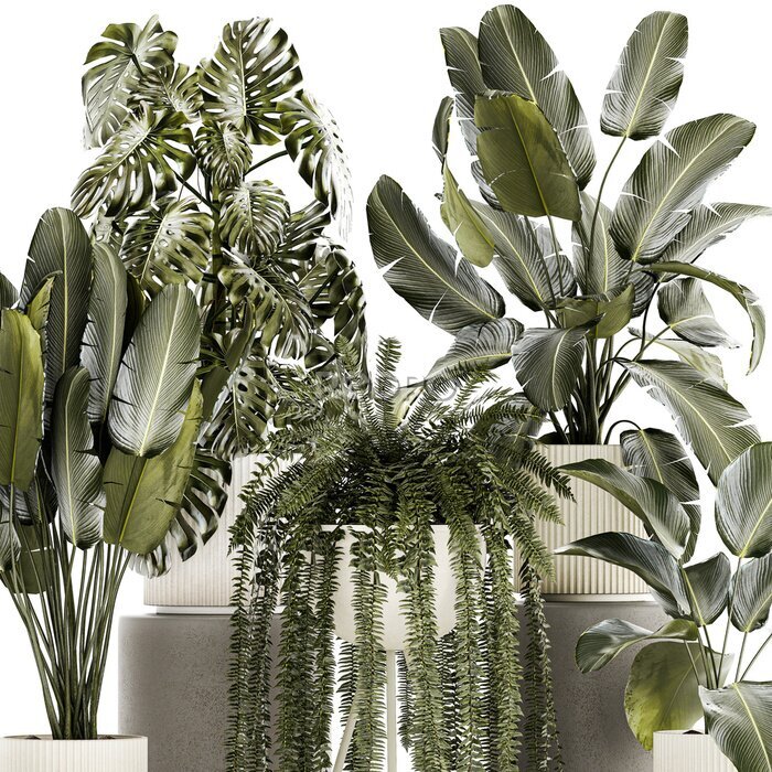 Papier peint  Set of beautiful fern and Strelitzia plants in pots for decor on a white background