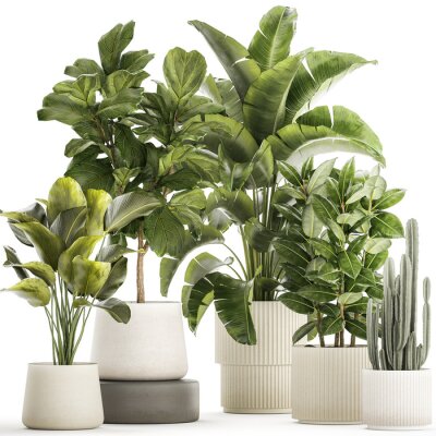 Papier peint   Set of beautiful plants Strelitzia Ficus Cereus in pots on a white background