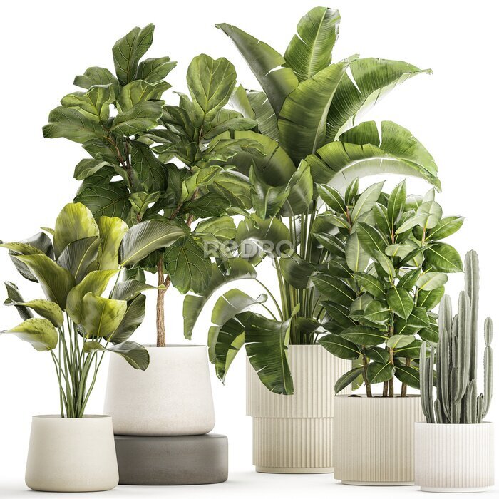 Papier peint   Set of beautiful plants Strelitzia Ficus Cereus in pots on a white background