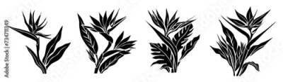 Papier peint  Set of Bird of paradise flower black silhouettes, monochrome outline drawing of Strelitzia plants, clip art, cut out file, vector illustration isolated on transparent background.