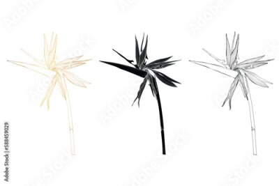 Papier peint  Set of different flowers strelitzia on white background. Line art bird of paradise flower illustration. Native South African plant. Golden and black line illustration.