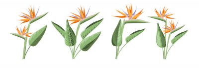 Papier peint  Set of differents strelitzia flowers on white background.