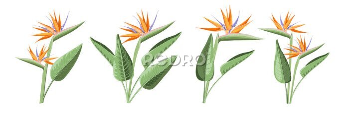 Papier peint  Set of differents strelitzia flowers on white background.