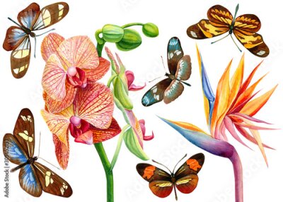 Papier peint  set of elements, tropical orchid flowers, strelitzia beautiful butterfly on white background, watercolor illustration