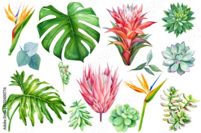 Papier peint  set of exotic flowers, watercolor painting, hand drawing, guzmania, strelitzia, protea, succulent, eucalyptus, palm leaves, monstera