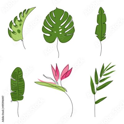 Papier peint  Set of exotic tropical botany monstera leaf, Strelitzia flower, banana leaf, bamboo leaf. Outline vector illustration, hand drawn one line art.