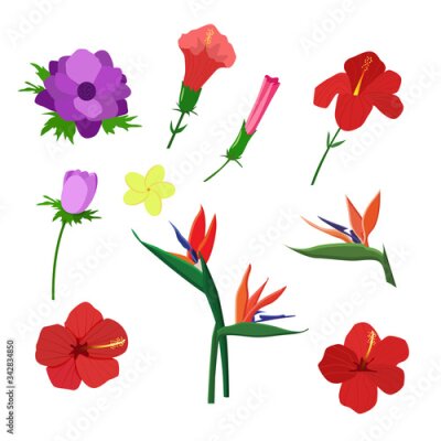Papier peint  Set of flat cartoon tropical flowers. Hibiscus, anemones, plumeria, strelitzia.
