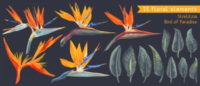 Papier peint  Set of floral elements with Strelitzia Reginae, tropical flowers and leaves. Vector, isolated on white. Realistic style, hand drawn. South African plant, called crane flower or bird of paradise.