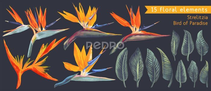 Papier peint  Set of floral elements with Strelitzia Reginae, tropical flowers and leaves. Vector, isolated on white. Realistic style, hand drawn. South African plant, called crane flower or bird of paradise.
