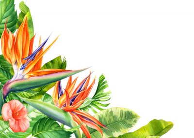 Papier peint  set of flowers and leaves strelitzia on an isolated white background, botanical illustration, tropical leaves