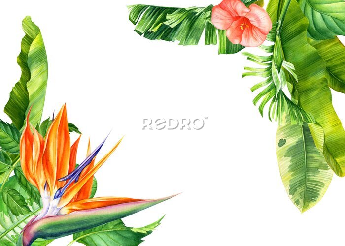 Papier peint  set of flowers and leaves strelitzia on an isolated white background, botanical illustration, tropical leaves
