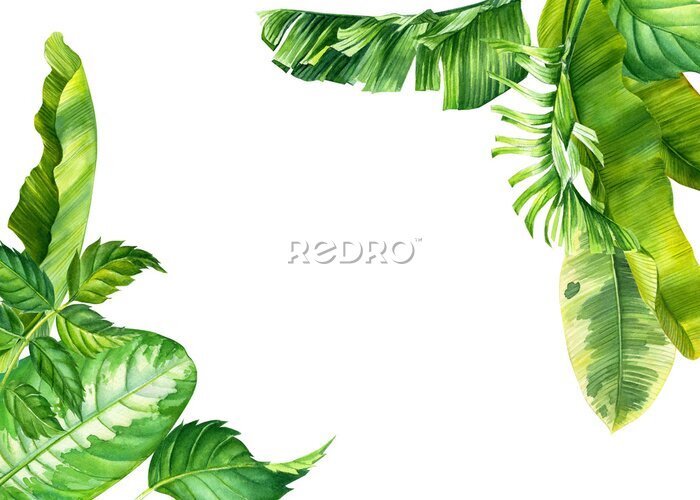 Papier peint  set of flowers and leaves strelitzia on an isolated white background, botanical illustration, tropical leaves