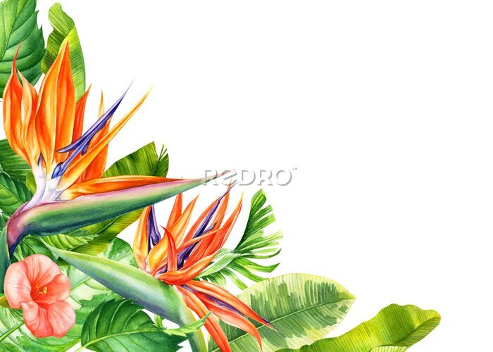 Papier peint  set of flowers and leaves strelitzia on an isolated white background, botanical illustration, tropical leaves