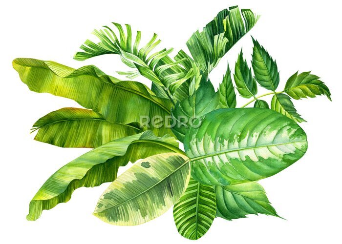 Papier peint  set of flowers and leaves strelitzia on an isolated white background, botanical illustration, tropical leaves