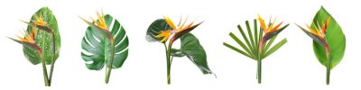 Papier peint  Set of fresh tropical leaves and strelitzia flowers on white background