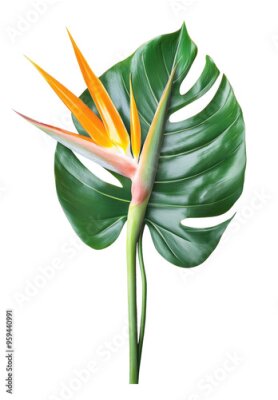 Papier peint  Set of fresh tropical leaves and strelitzia flowers on white background