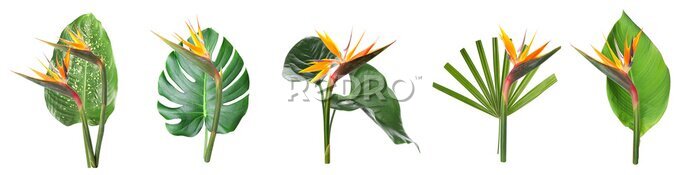 Papier peint  Set of fresh tropical leaves and strelitzia flowers on white background