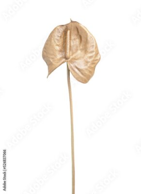 Papier peint  Set of golden palm leaves, strelitzia flower, bird of paradise, anthurium or flamingo flowers. Monstera and banana leaf. Bouquet isolated on white. Nature background.