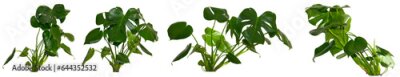 Papier peint  set of green leaves of Monstera deliciosa / Alocasia Wentii / Strelitzia Nicolai plant isolated on transparent background, png, image compositing footage, alpha channel, forest, nature, jungle, tropic
