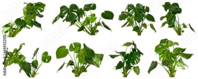 Papier peint  set of green leaves of   Monstera Jungle / Alocasia Wentii / Strelitzia Nicolai plant isolated on transparent background, video compositing footage, forest, nature, jungle, tropic follage