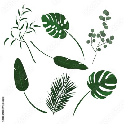 Papier peint  set of green plants isolated on a white background. Eucalyptus branch, monstera leaves and Nicholas strelitzia, palm branch