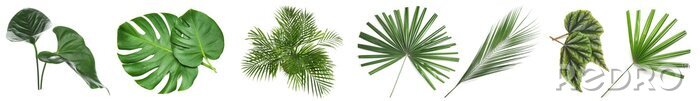 Papier peint  Set of green tropical leaves on white background
