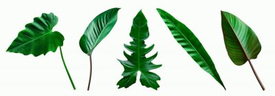 set of green tropical leaves on  white background for design elements, Flat lay
