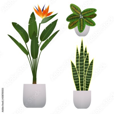 Papier peint  Set of houseplant. Maranta, strelitzia and sansevieria.