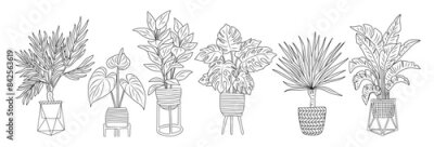 Papier peint  Set of Houseplants outline drawings. Indoor exotic flowers in pots line art. Dracaena, monstera, strelitzia, yucca for home interior plans, design. Vector illustrations on transparent background.