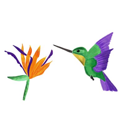 Papier peint  set of humming bird and orange and violet strelitzia isolated on white background. hand drawing. Tropical set