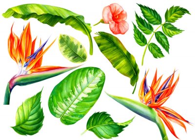 Papier peint  Set of jungle leaves and flowers strelitzia, topical plants on an isolated white background, watercolor botanical painting.