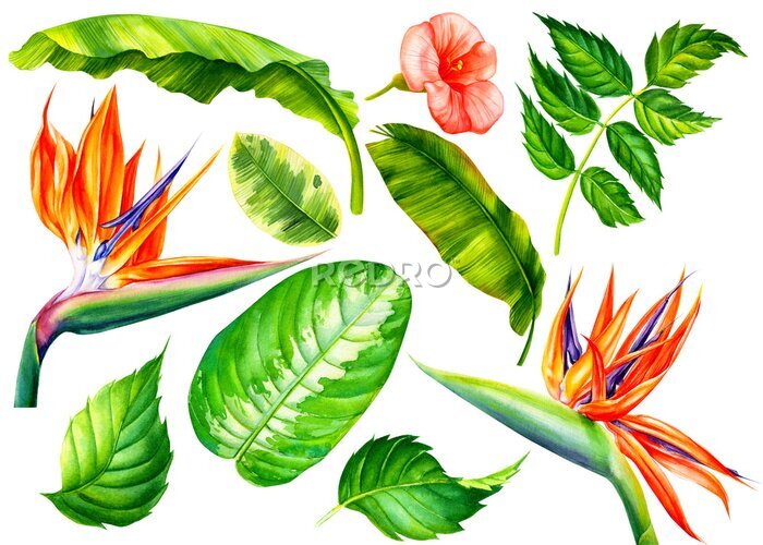 Papier peint  Set of jungle leaves and flowers strelitzia, topical plants on an isolated white background, watercolor botanical painting.