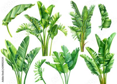 Papier peint  set of jungle leaves, strelitzia on an isolated white background, botanical illustration, watercolor tropical plants