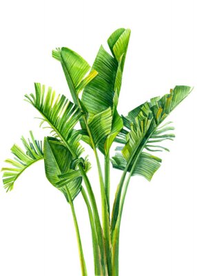 Papier peint  set of jungle leaves, strelitzia on an isolated white background, botanical illustration, watercolor tropical plants