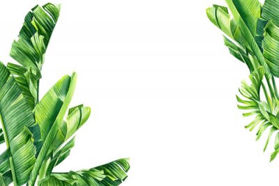 Papier peint  set of jungle leaves, strelitzia on an isolated white background, botanical illustration, watercolor tropical plants