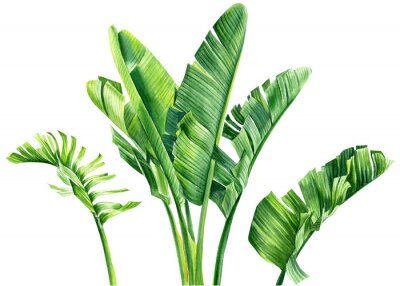 Papier peint  set of jungle leaves, strelitzia on an isolated white background, botanical illustration, watercolor tropical plants