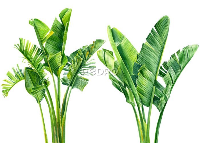 Papier peint  set of jungle leaves, strelitzia on an isolated white background, botanical illustration, watercolor tropical plants