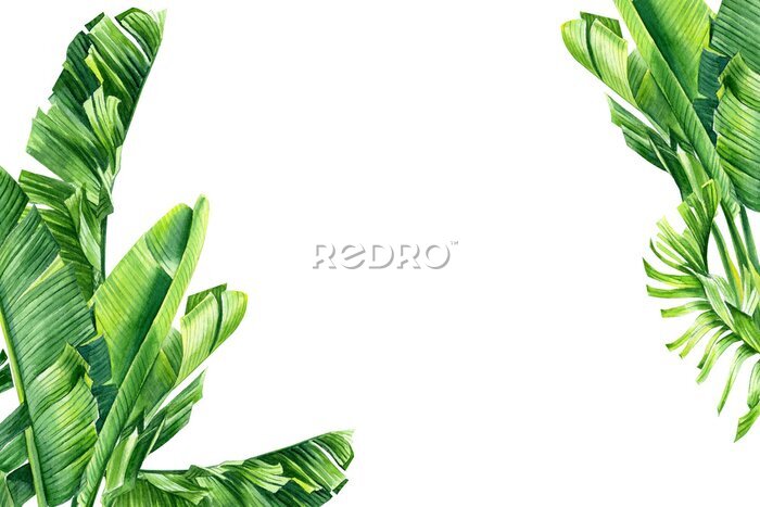 Papier peint  set of jungle leaves, strelitzia on an isolated white background, botanical illustration, watercolor tropical plants