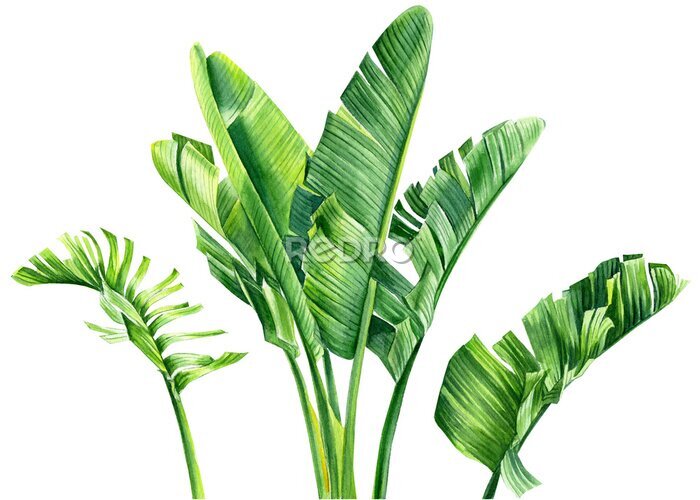 Papier peint  set of jungle leaves, strelitzia on an isolated white background, botanical illustration, watercolor tropical plants