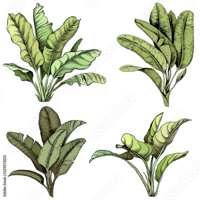 Papier peint  Set of large tropical leaves.