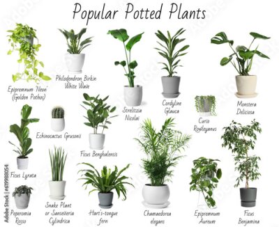 Papier peint  Set of many different popular potted plants with names on white background
