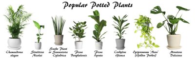 Papier peint  Set of many different popular potted plants with names on white background