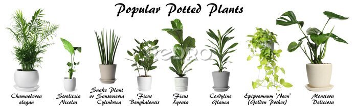Papier peint  Set of many different popular potted plants with names on white background