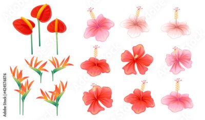Papier peint  Set of pink and red exotic flower hibiscus anthurium and strelitzia vector illustration on white background