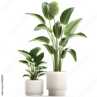 Papier peint   Set of plants in modern pots Strelitzia banana palm  isolated on white background 